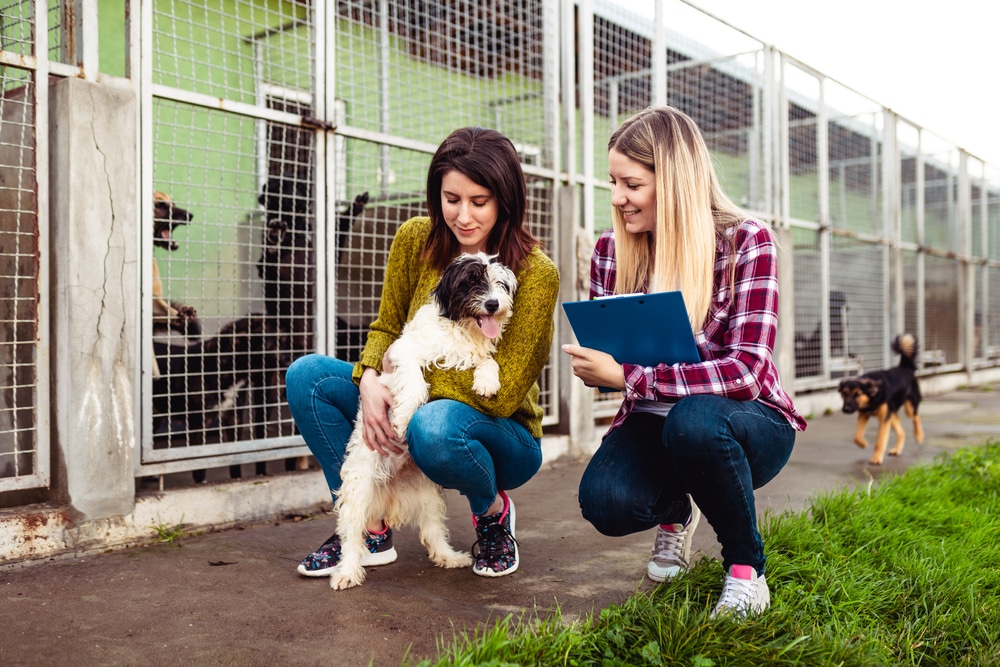 Animal Shelter worker